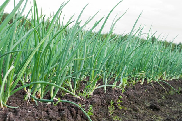 Reihen von Zwiebeln auf dem Feld Agrarlandschaft Zwiebelplantagen Kultivierte grüne Feldzwiebel