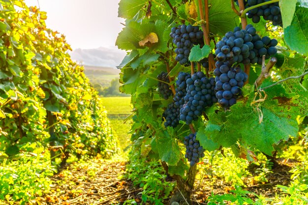 Reihenrebetraube in den Champagnerweinbergen