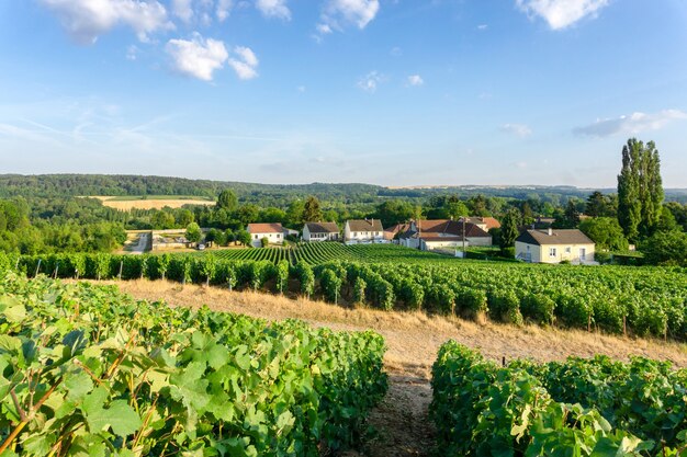 Reihenweintraube in Champagner-Weinbergen am ländlichen Dorfhintergrund der montagne de reims, Reims, Frankreich