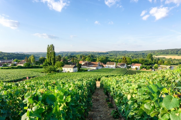 Reihenweintraube in Champagner-Weinbergen am ländlichen Dorfhintergrund der montagne de reims, Reims, Frankreich