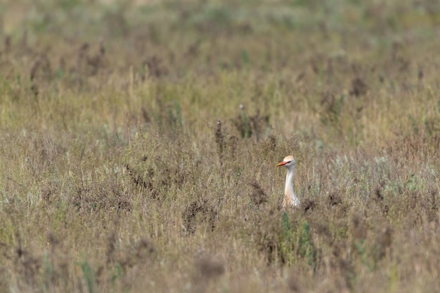 Reiher auf dem Feld. Tierwelt