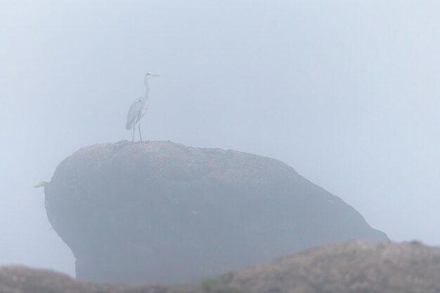 Reiher, der auf einem Felsen im Nebel steht.