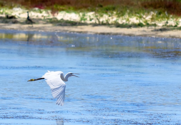 Reiher fliegt über einen Teich in Sardinien