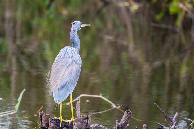 Reiher im Everglades NP, Florida