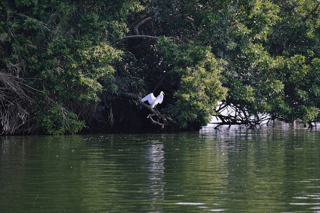 Reiher im Flug