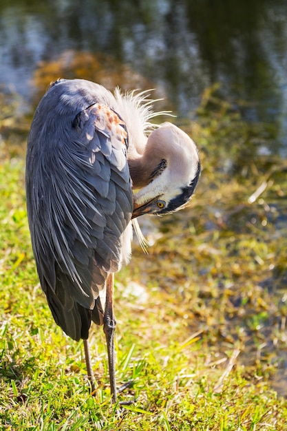 Reiher in den Everglades