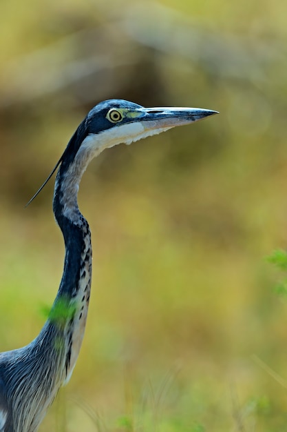 Reiher in der afrikanischen Savanne in Kenia