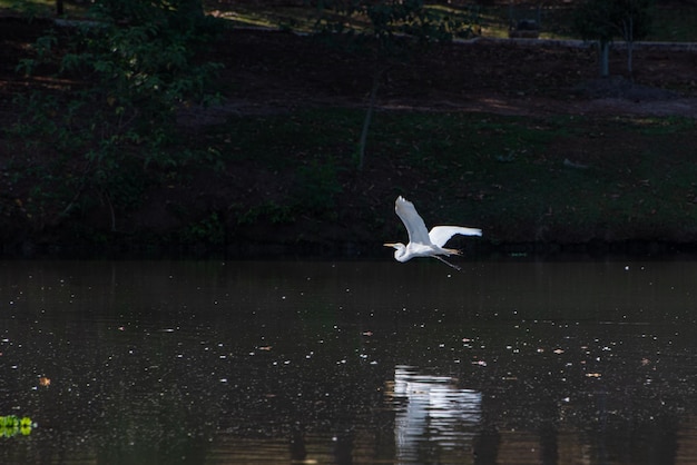 Reiher schöne Reiher fliegen auf einem wunderschönen See in einer kleinen Stadt in Brasilien natürlichen Licht selektiven Fokus