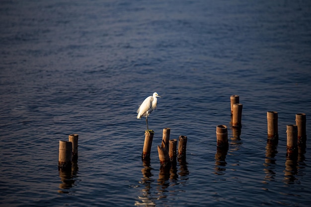 Reiher sind auf einer Stange im Wasser