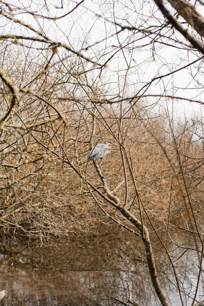 Reiher sitzt im zeitigen Frühjahr auf den Ästen eines Baumes in der Nähe des Sees