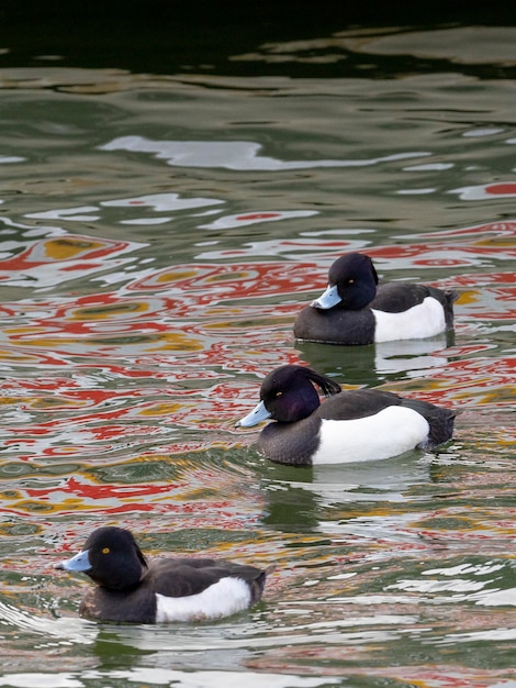 Reiherente oder getuftete Tafelente (Aythya fuligula) Stockholm, Schweden