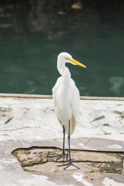 Reihervogel im Freien in einem Teich in Rio de Janeiro Brasilien