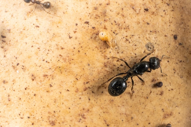 Reina de hormigas y huevo de hormiga casi formada macro de larva de hormiga