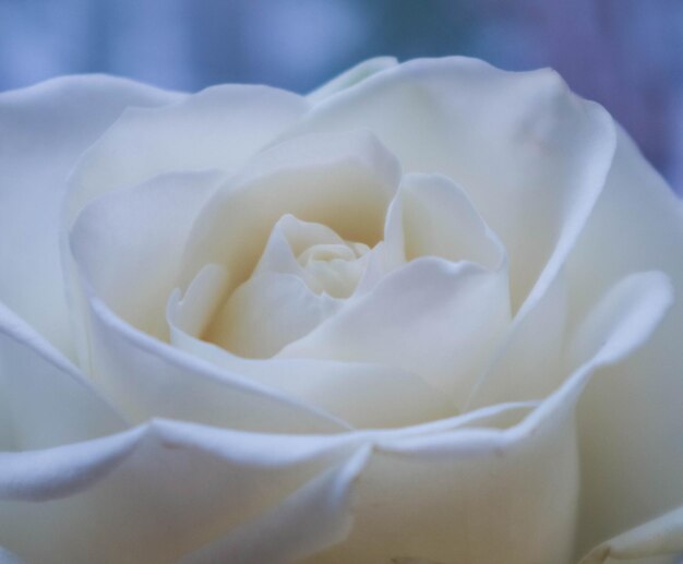 Reine weiße Rosenblätter in voller Blüte Bouquet HighResolution Blumen-Makro-Aufnahme
