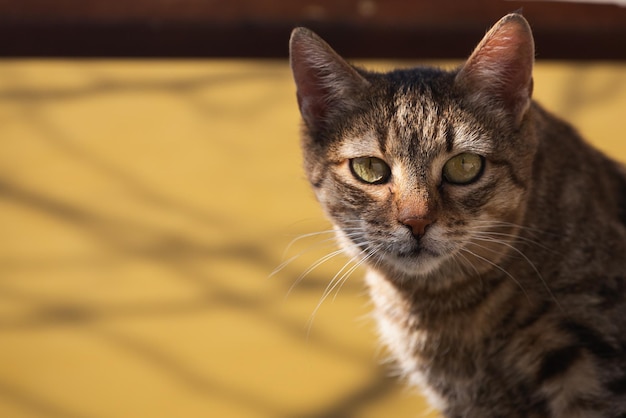 Reines Glück und Freude Nahaufnahme glückliche Katze sitzt und schaut zur Seite