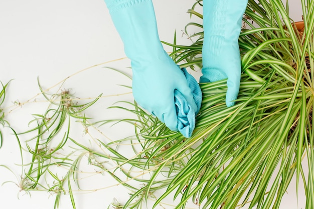 Reinigen Sie die Blätter einer Spinnenpflanze mit einem Lappen. Florist wäscht die Blätter einer Zimmerpflanze mit Wasser im Garten