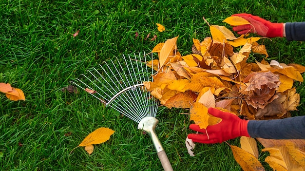 Foto reinigung der blätter im herbstpark. selektiver fokus auf die natur