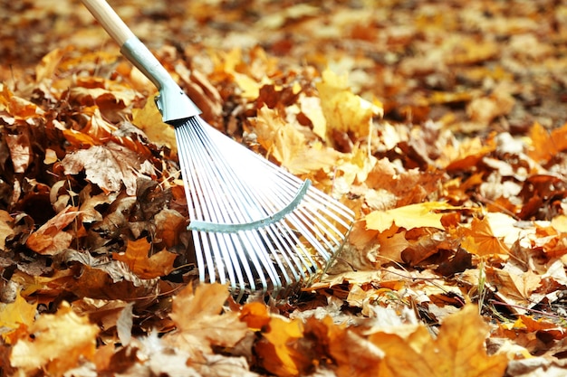 Reinigung der Herbstblätter im Park