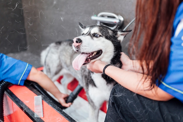 Reinigung eines Husky-Hundes im Hundepflegezimmer