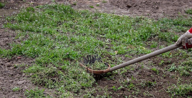 Reinigung von Unkraut im Gemüsegarten des Bauernhofs