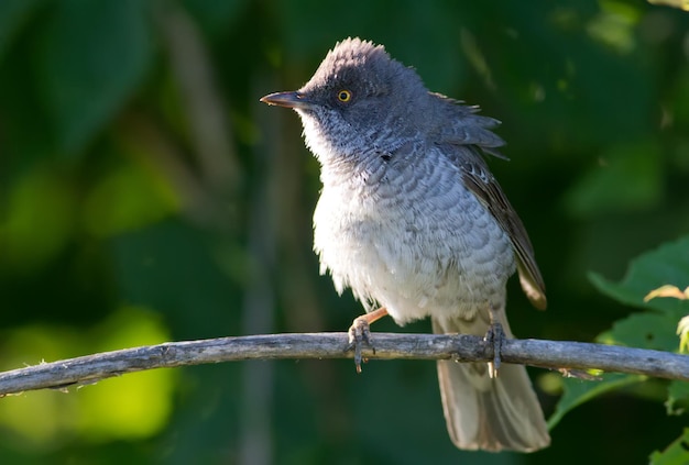 Reinita barrada Sylvia nisoria Hermoso pájaro cantor