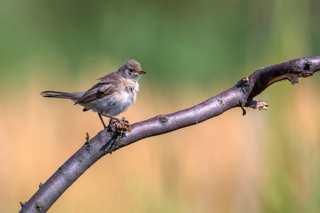 Reinita menetriess juvenil o curruca mystacea en un árbol