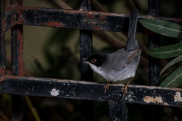 Reinita sarda Sylvia melanocephala