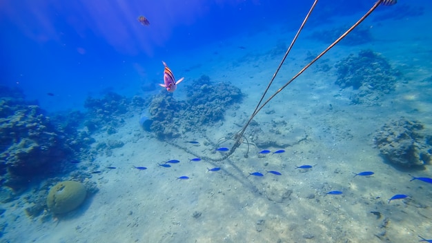 Reino submarino del mar rojo peces rayados nadan