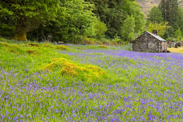 Reino Unido, Escócia, Highland, Ballachulish, bluebells ao lado da igreja de São João