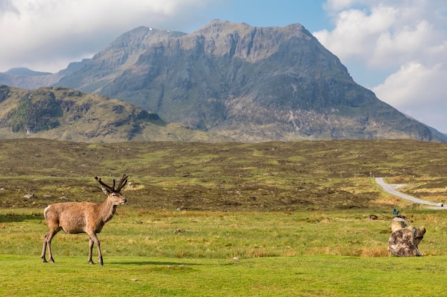 Reino Unido, Escocia, Highland, Glencoe, ciervo rojo en el macizo montañoso Buachaille Etive