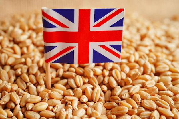 Reino Unido sobre el concepto de exportación y economía del comercio de trigo en granoxA
