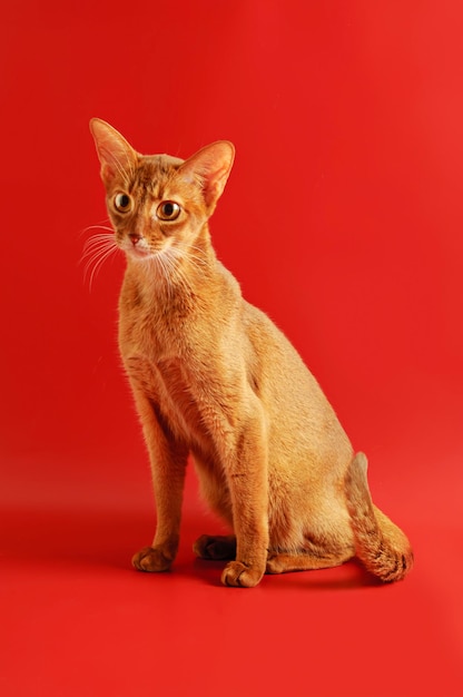 Reinrassige abessinische junge Katze auf rotem Hintergrund