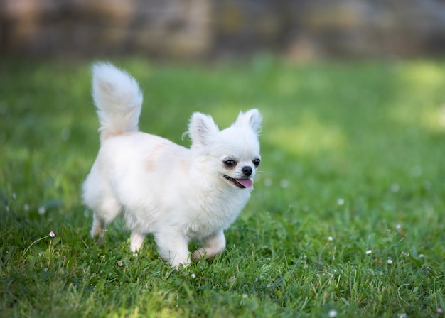 Reinrassige Chihuahua in einem Garten