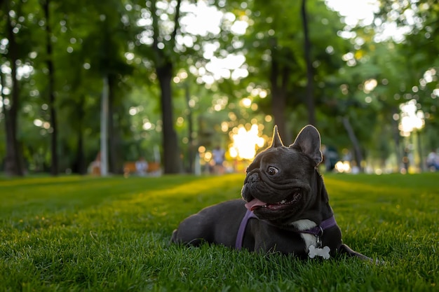 Reinrassige französische Bulldogge liegt im Park unter den Sonnenstrahlen der Hunde