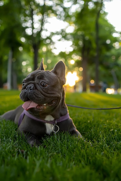 Reinrassige französische Bulldogge liegt im Park unter den Sonnenstrahlen der Hunde