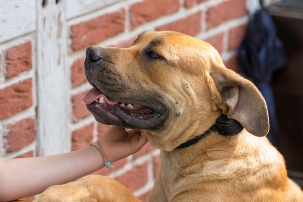 Reinrassige große braune südafrikanische massive Hundeart Boerboel.