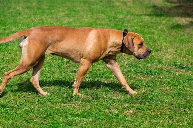 Reinrassige große braune südafrikanische massive Hundeart Boerboel.