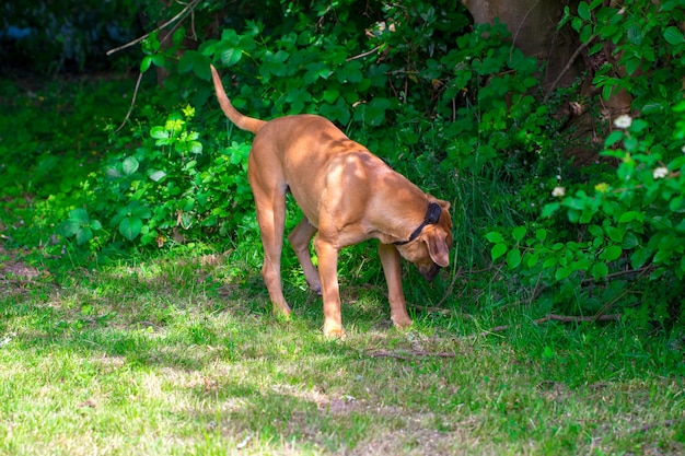 Reinrassige große braune südafrikanische massive Hundeart Boerboel.