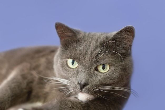 Reinrassige Katze auf blauem Hintergrund Closeup Haustiere