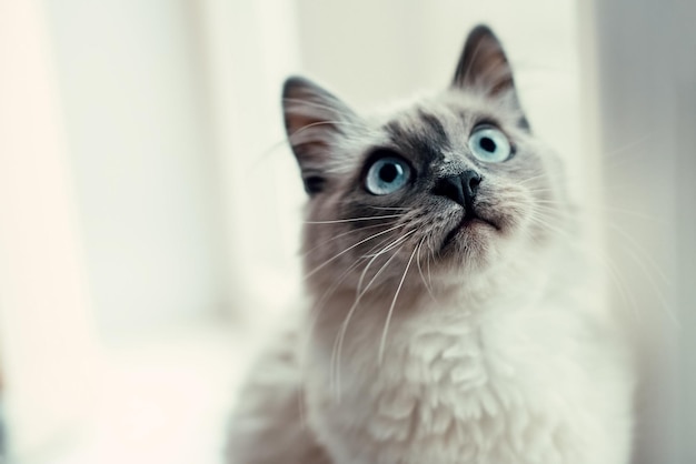 Reinrassige Neva-Maskeradekatze weiß schaut auf