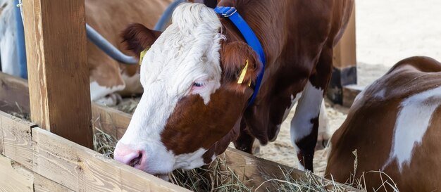 Reinrassige weiße rote Kuh, die Heu frisst Modernes Bannerformat für die Landwirtschaft