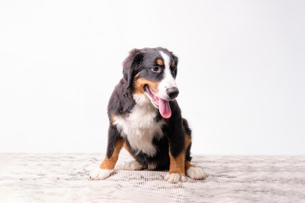 Reinrassiger Berner Sennenhund Welpe 5 Monate auf weißem Hintergrund nach der Pflege