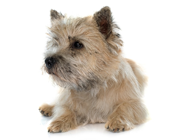 reinrassiger Cairn-Terrier