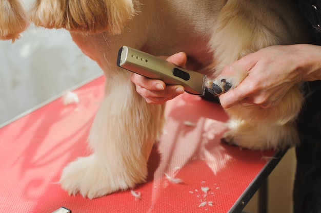 Reinrassiger Cocker Spaniel wird gepflegt