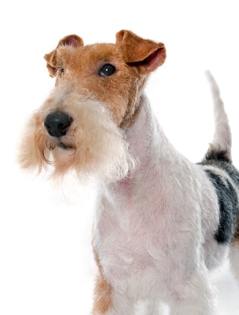 reinrassiger Foxterrier