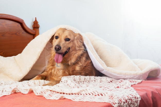 Reinrassiger Hund, der sich unter einer warmen Wolldecke hervorlehnt