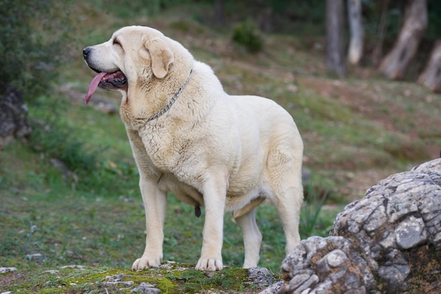 Reinrassiger Hund des spanischen Mastiffs mit dem gelben Mantel, der auf dem Gras steht