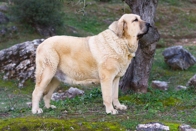 Reinrassiger Hund des spanischen Mastiffs mit dem gelben Mantel, der auf dem Gras steht