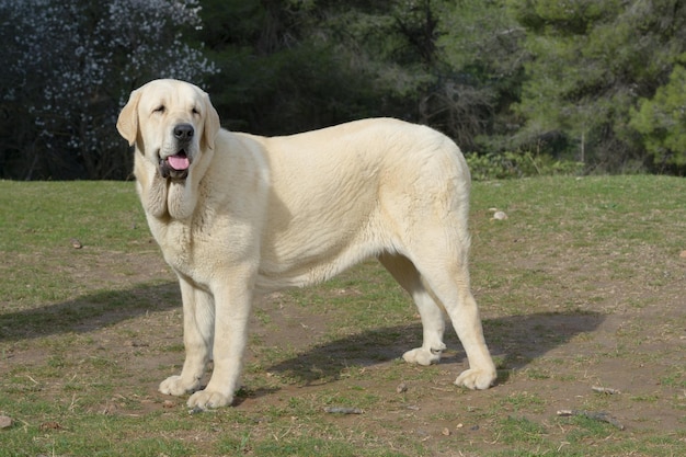 Reinrassiger Hund des spanischen Mastiffs mit gelbem Farbmantel, der auf dem Gras steht