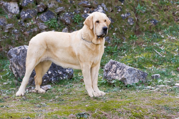 Reinrassiger Hund des spanischen Mastiffs mit gelbem Farbmantel, der auf dem Gras steht